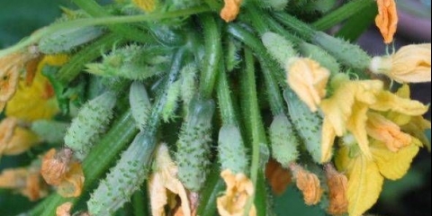 Sorte krastavaca sa jajnicima u grozdu